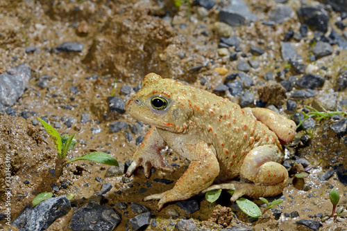 leuzistische Kreuzkröte (Epidalea calamita, Bufo calamita) - leucistic Natterjack toad  photo