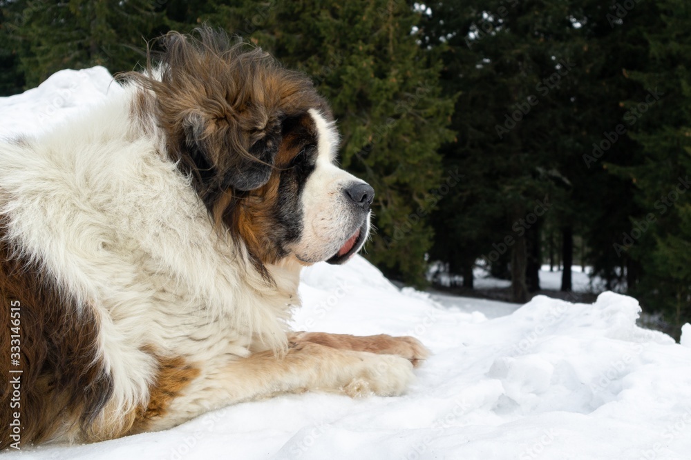 Saint Bernard dog lying on the snow on hill during winter. Slovakia