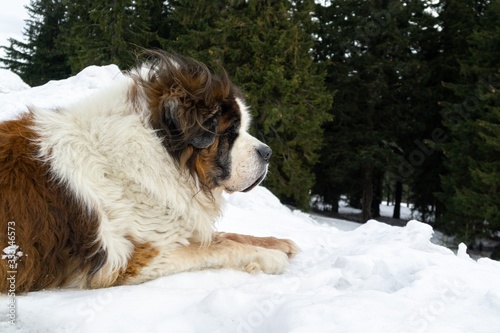 Fototapeta Naklejka Na Ścianę i Meble -  Saint Bernard dog lying on the snow on hill during winter. Slovakia