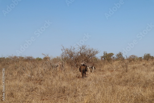 elephants in south africa