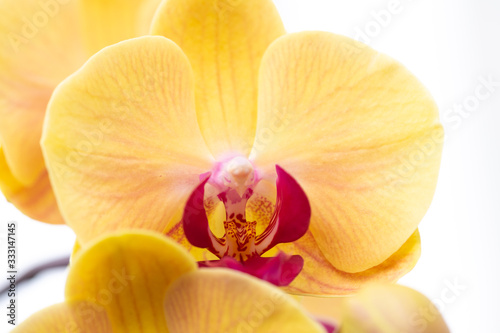 Orchidea phalaenopsis gialla