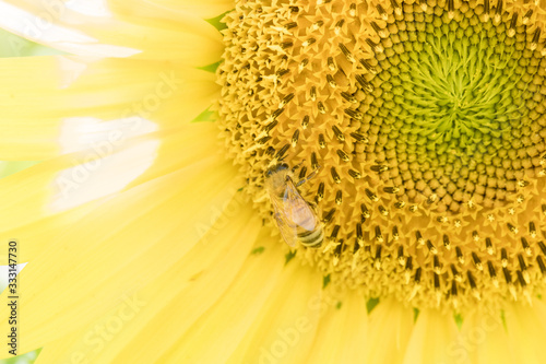 bee on sunflower