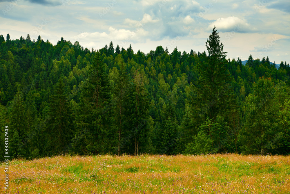 Obraz premium nature, summer landscape in carpathian mountains, wildflowers and meadow, spruces on hills, beautiful cloudy sky