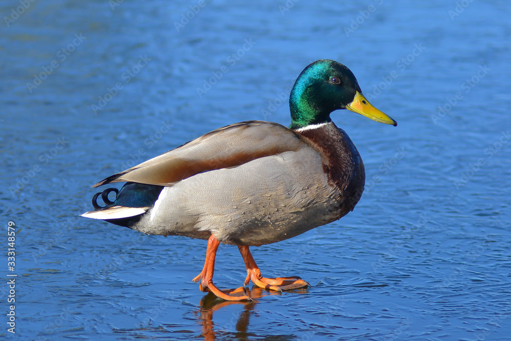 duck on ice in early spring duck on ice in early spring