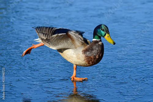 Fotografiet duck on ice in early spring