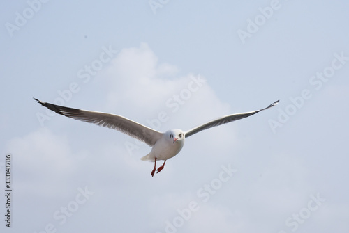 Seagull flying for prey on the coast