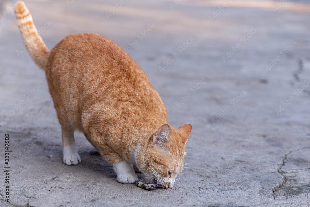 Cute domestic cat. Thai orange and white cat. Cute domestic cat. Thai orange and white cat.