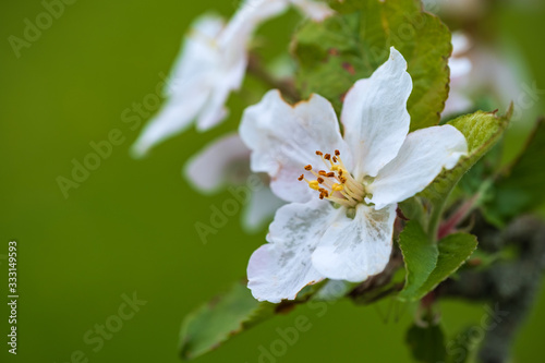 Nahaufnahme einer Apfelblüte © fotografci