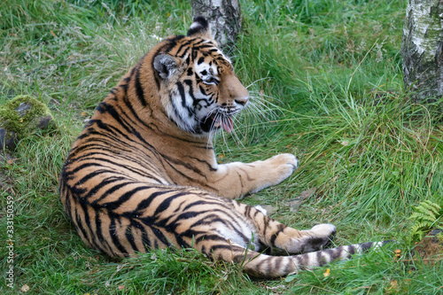 Siberian Tiger  Panthera tigris altaica  or Amur Tiger