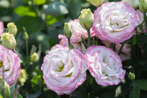 Lisianthus flower in garden at sunny summer or spring day for postcard beauty decoration and agriculture design.