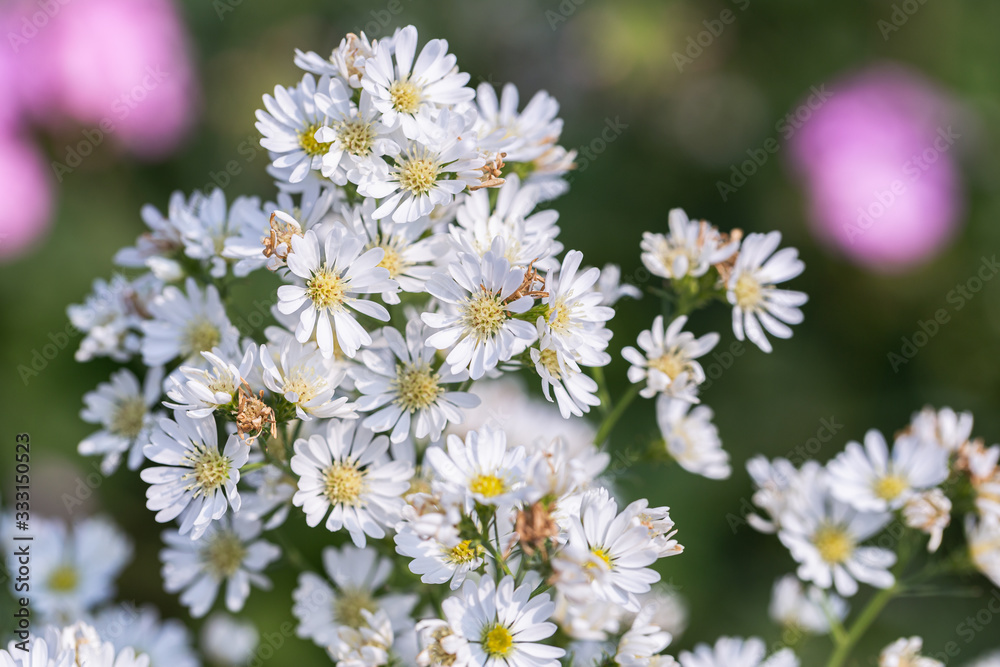 White Daisy flower and green leaf background in flower garden at sunny summer or spring day for beauty decoration and agriculture design. White Daisy flower and green leaf background in flower garden at sunny summer or spring day for beauty decoration and agriculture design.