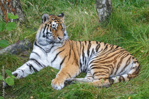 Siberian Tiger  Panthera tigris altaica  or Amur Tiger