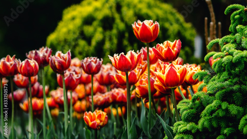 Orange terry tulips in a park next to a young spruce © Wigandt