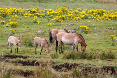 A family of Przewalski Horses  Equus ferus przewalskii  grazing together