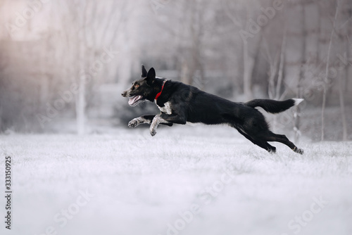 mixed breed dog in a red collar running outdoors