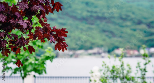 Maple branch with dark red leaves in the corner of the landscape frame on the background of the lake and mountains