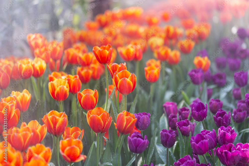 Colorful tulips grow and bloom in close proximity to one another in flower garden. Colorful tulips grow and bloom in close proximity to one another in flower garden.
