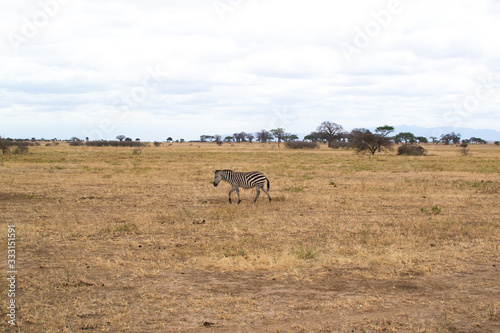 One zebra walking on the yellow grass of the savannah of Tarangire National Park, in Tanzania