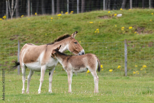 Przewalski Horse (Equus ferus przewalskii) © philipbird123