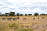 Group of zebras walking in the savannah of Tarangire National Park, in Tanzania