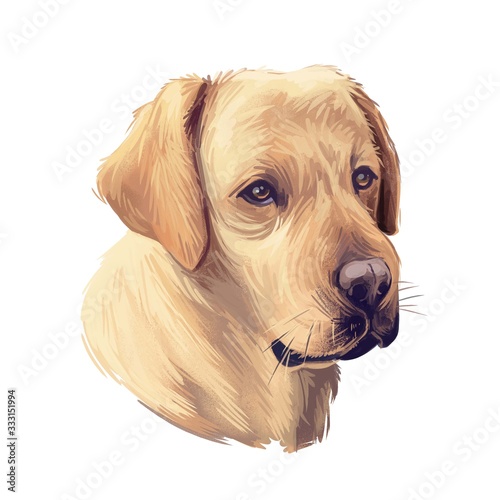 Tan labrador retriever portrait of purebred digital art illustration. Canadian mammal gun dog, hunting breed. Doggy closeup drawing, puppy lab with large ears, canine hand drawn animal pedigree pet.