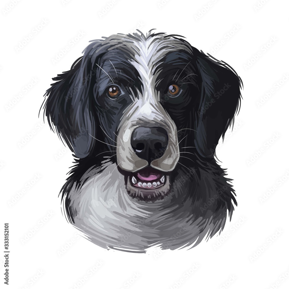 Sprollie digital art illustration of cute dog muzzle isolated on white. English Springer Spaniel and Border Collie, the Sprollie. Black canine animal portrait, dark hairy puppy, pedigreed dogo.