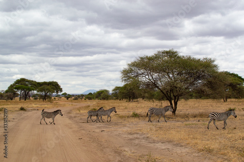 Group of zebras crossing through a pathway in the savannah of Tarangire National Park  in Tanzania