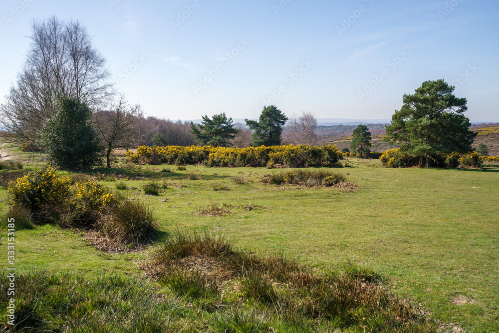 View of the Ashdown Forest in East Sussex on a sunny spring day