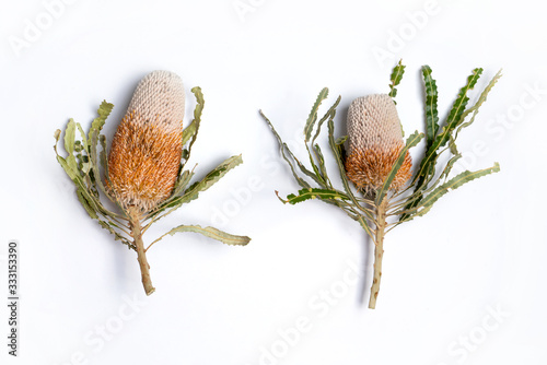 Australian native pink and orange Banksia flower, photographed from above, on white background. photo