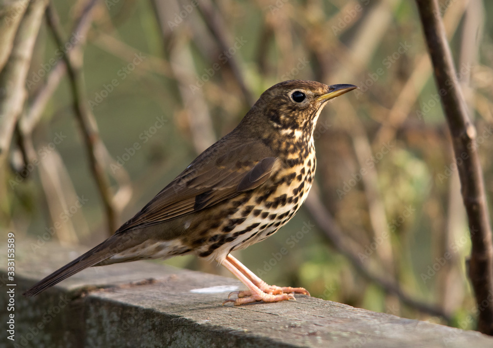Song Thrush on a fence taken in Devon UK Song Thrush on a fence taken in Devon UK