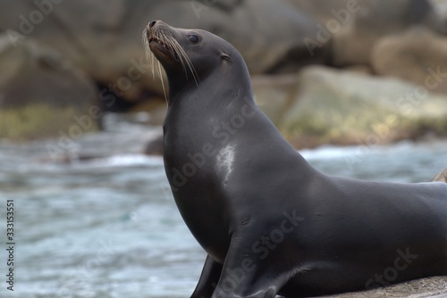 Sea lion on his rock