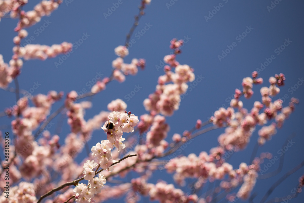 rosa Kirschblüten von japanischen Zierkirschen rosa Kirschblüten von japanischen Zierkirschen