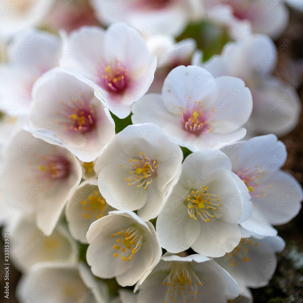 Fototapeta premium Close-up of a cluster of cherry tree blossom on a trunk, for early spring backgrounds