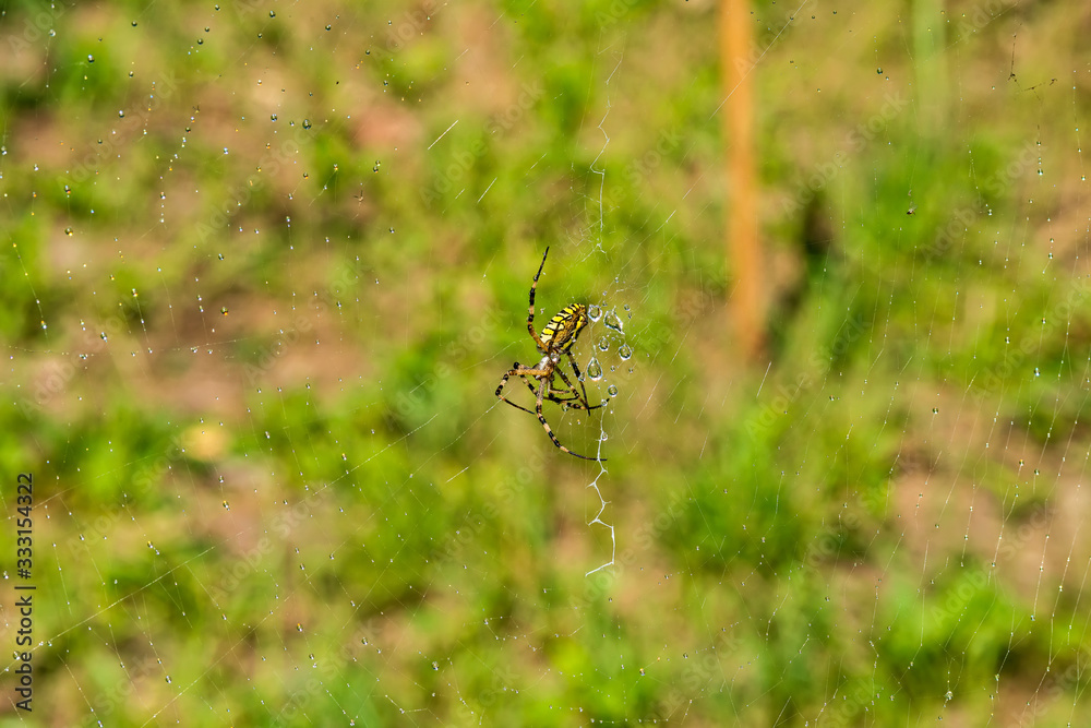 Yellow black spider after rain shower. A spider covered with drops of water. Yellow black spider after rain shower. A spider covered with drops of water.