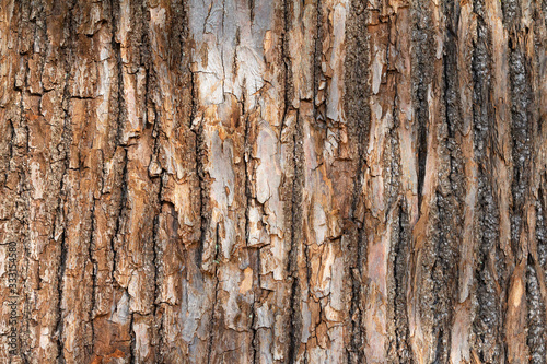 Texture of the bark of an old tree.