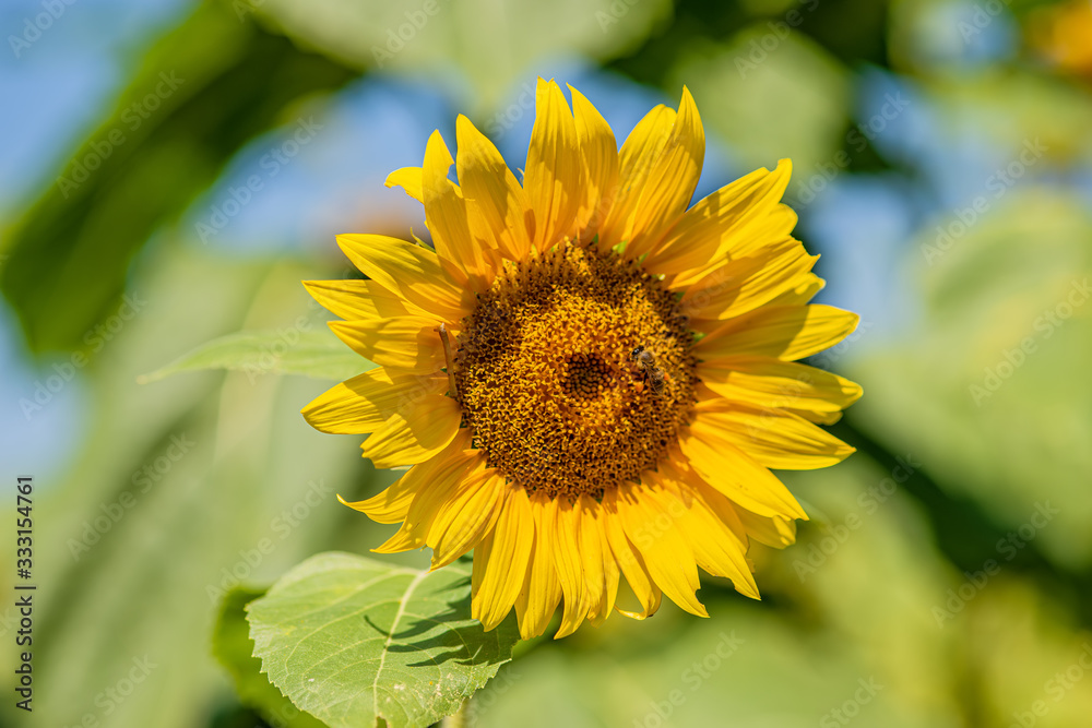 Fototapeta premium Sunflower blooming in a field with bees