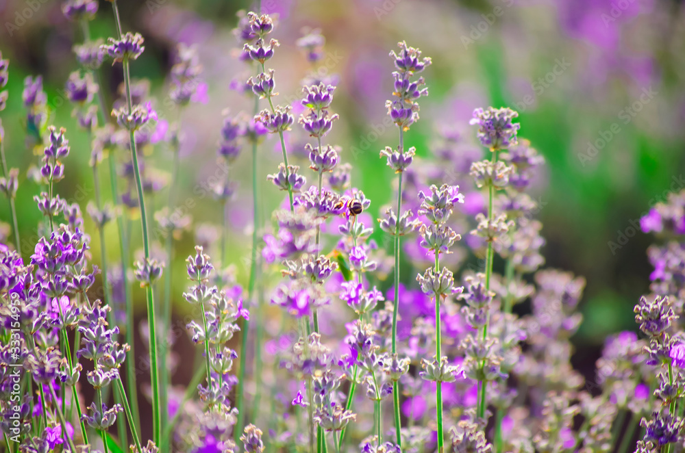 Fototapeta premium Violet lavender flowers close up. Lavender field in the village. Lavender flowers on farm. Selective focus image.