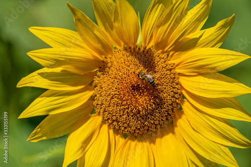 Sunflower blooming in a field with bees