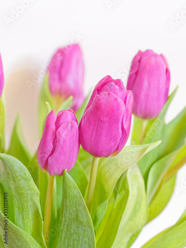 violet colored tulip flowers bouquet on white background close up