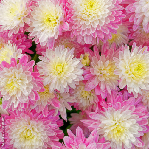 colorful white pink chrysanthemums top view, natural background