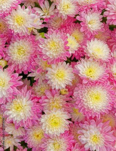 colorful white pink chrysanthemums top view, natural background © Dimitrios