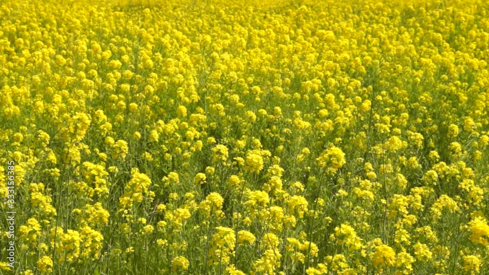 風に揺れる菜の花 風に揺れる菜の花