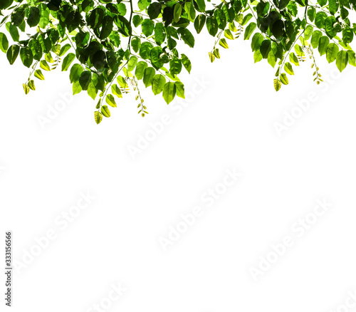 Isolate leaves on the white background. Green leaves for background.Fresh leaves.branch with green leaves isolated on white.