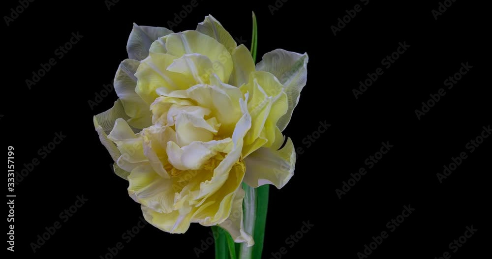 White tulip blooms on a black background, alpha channel 4k resolution White tulip blooms on a black background, alpha channel 4k resolution