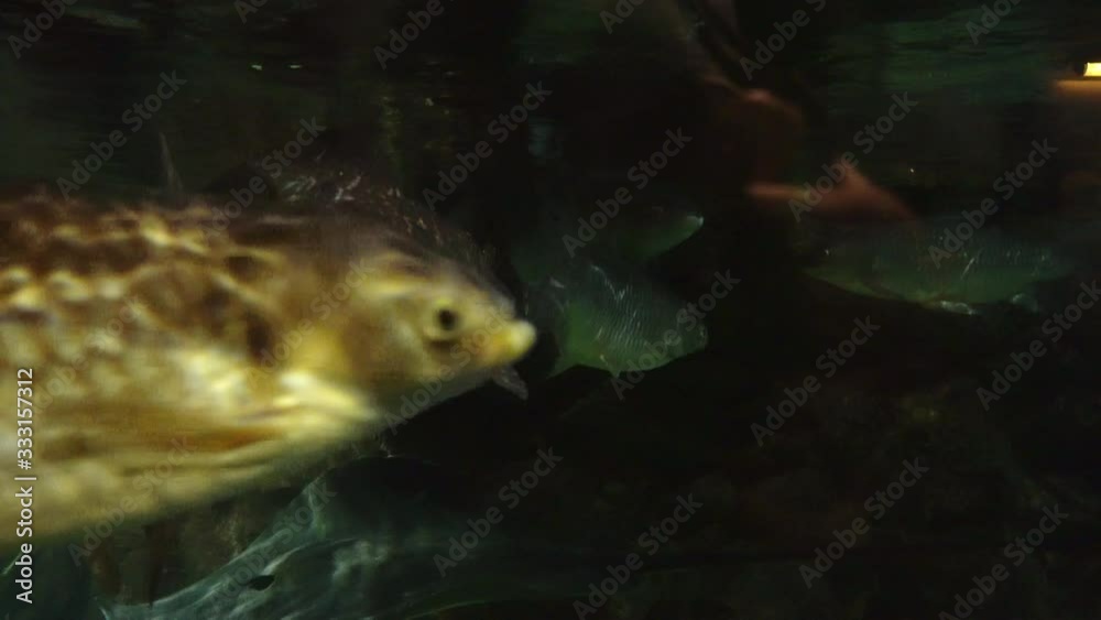 A lot of fish swims in the water. Large aquarium A lot of fish swims in the water. Large aquarium