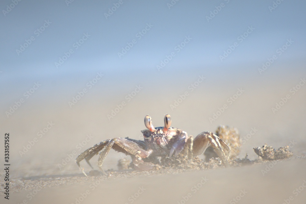 Tropical crab on a beach