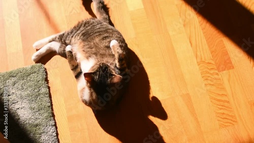 The cat lies in the sun and washes