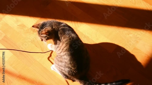 The cat is played with a rope