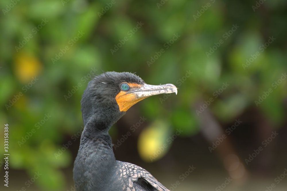 Fototapeta premium Black cormorant