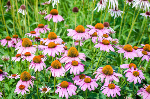 Bright pink echinacea flowers close-up. A vibrant growing patch of Echinacea Purpurea also known as Purple Coneflower. 